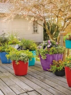 Deals My Gardenz Store -Deals My Gardenz Store 8589778 8000 tif