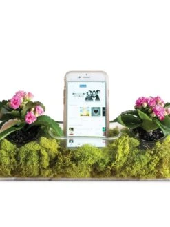 Deals My Gardenz Store 40 Plant AMP